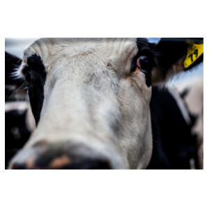 moo Design